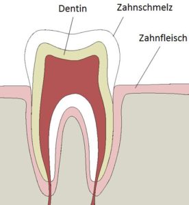 Zahnschmelz, Dentin